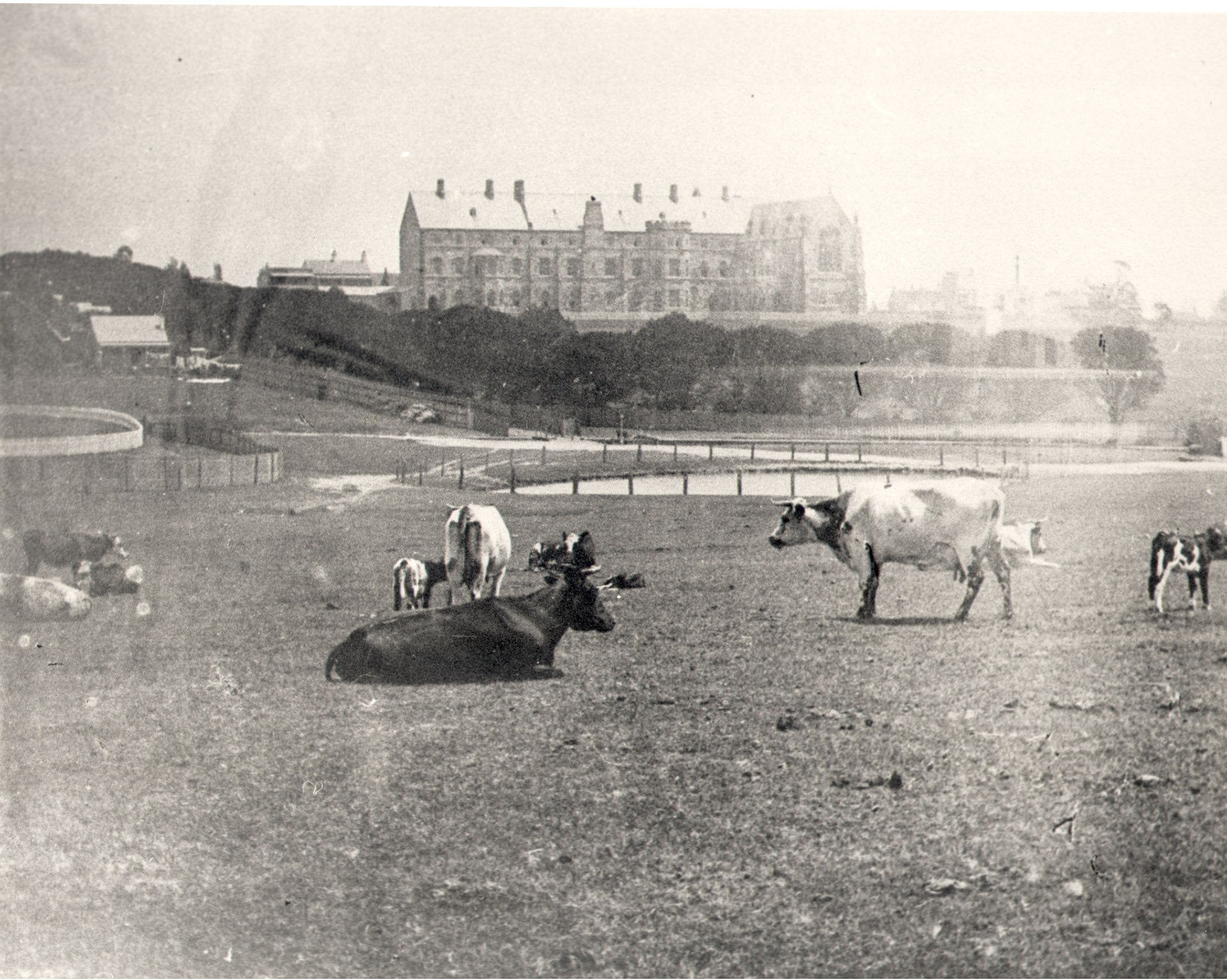 VIEW OF ST. JOHN'S COLLEGE AND GROUNDS WITH COWS IN FOREGROUND
